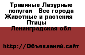 Травяные Лазурные попугаи - Все города Животные и растения » Птицы   . Ленинградская обл.